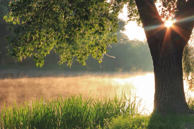 A tree with sun shining through it and grass in the foreground.