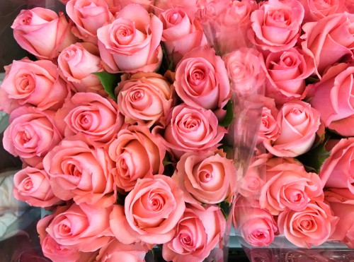 A close up of pink roses in a vase