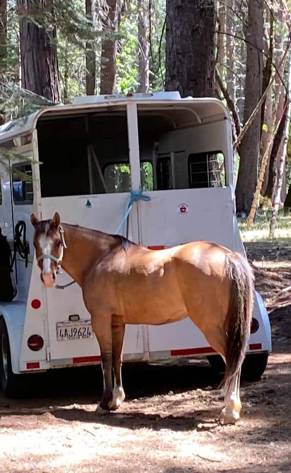 A horse standing in front of a white truck.