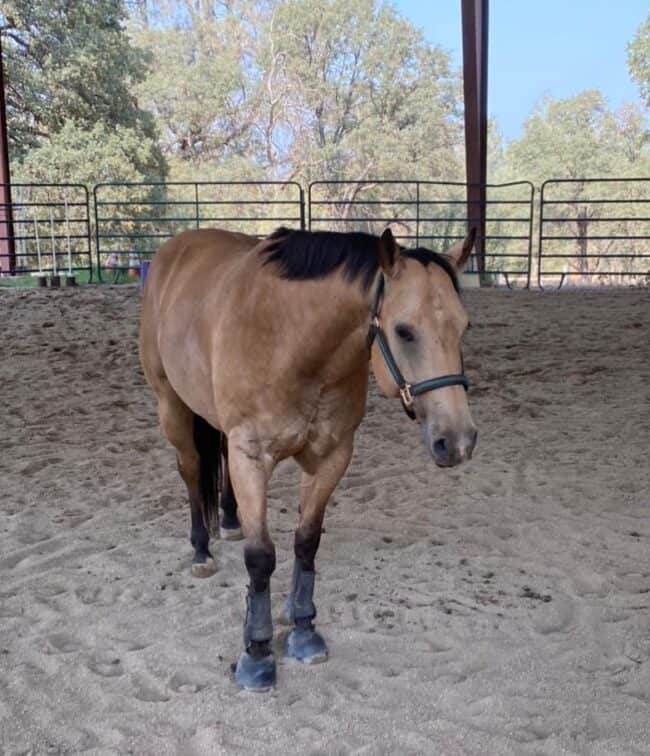 A horse standing in the dirt with its head down.